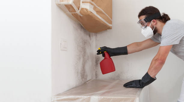 Professional Basement Mold Removal technician working in Martinsville, NJ