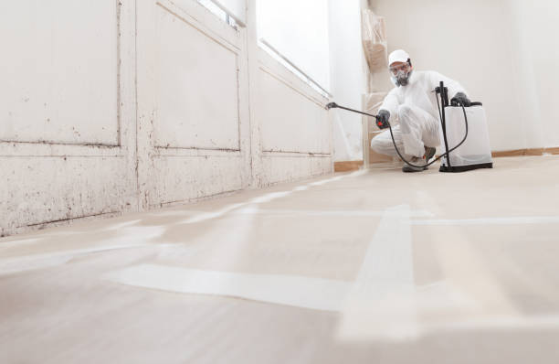 24/7 Emergency Basement Mold Removal experts in Martinsville, NJ