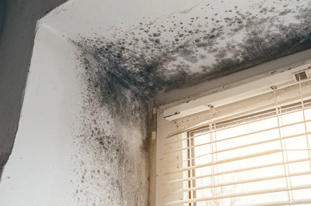 Affordable Basement Mold Removal solutions in Martinsville, NJ