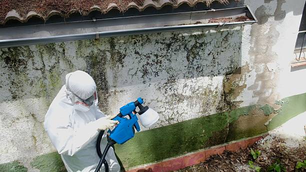 Top rated local Basement Mold Removal specialists in Martinsville, NJ